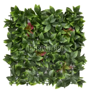 Photinia 50*50cm