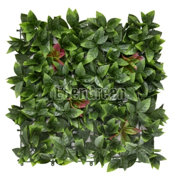 Photinia 50*50cm